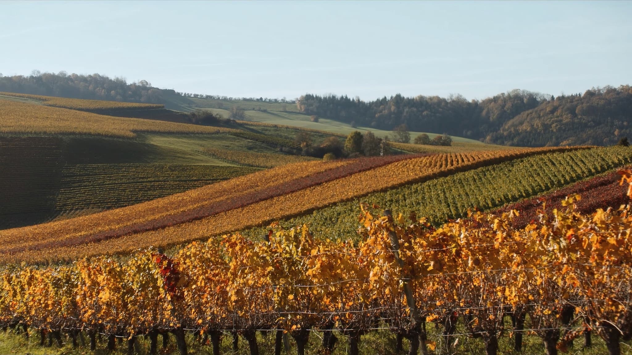 Weinwandern im Aargau: Durch die Rebberge des Jurapark rund um Mandach